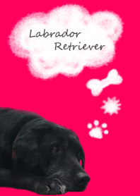 Labrador Retriever Momo@ペットグランプリ