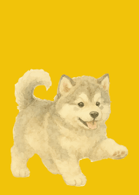 Alaskan Malamute puppy yellow