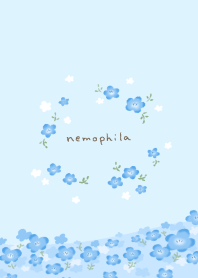 nemophila blue
