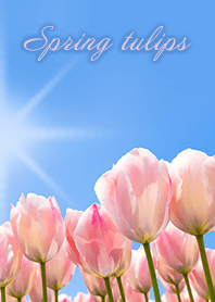 Spring tulip Photo Theme