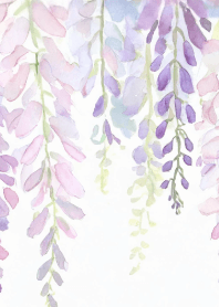 Wisteria floribunda blooms Vol.2