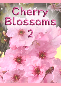 Cherry Blossoms Theme 2 (Pink)