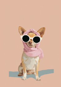 Stylish Chihuahua in Pink