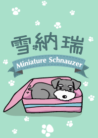 Miniature Schnauzer ( Go to Travel )