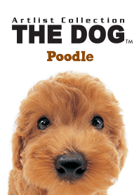THE DOG Poodle