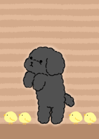 black toy poodle walking