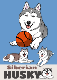Siberian Husky Bermain