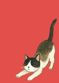 tuxedo cat03 on red