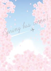 Spring has come!(cherry blossoms)