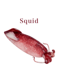 Flesh Baby squid 11