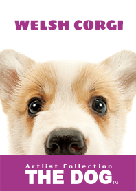 THE DOG Welsh Corgi 2