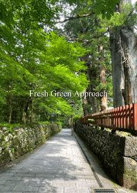 新緑の参道