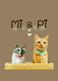 なかよし猫「Mi＆Pi」＠ペットグランプリ