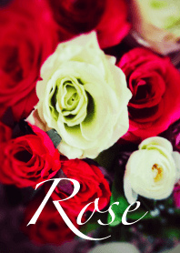 -ROSE PHOTO-