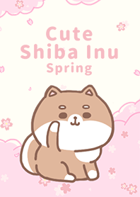 misty cat-Shiba Inu spring 2