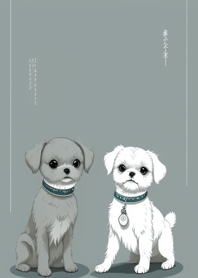 Cute Maltese dog fB95C3