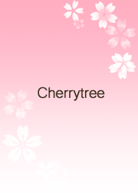 Cherry blossoms and pink gradation