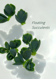 Floating Succulents ~水に浮かぶ多肉植物~