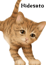 Hidesato Cute Tiger cat kitten