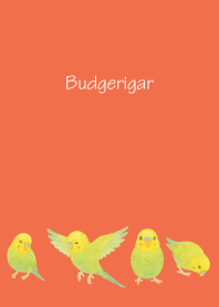 Cute Budgerigar2 on r & y