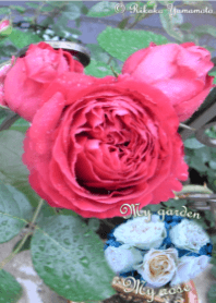 My garden, My rose_Rouge Pierre_3