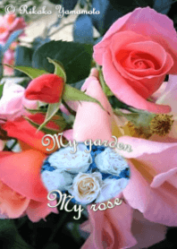 My garden, My rose_City Girl