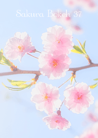 SakuraBokeh 37