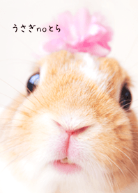 うさぎnoとら -pinkver.-