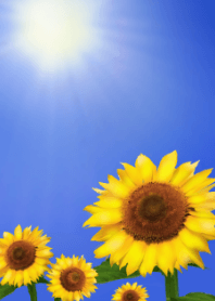The deep blue sky and sunflower
