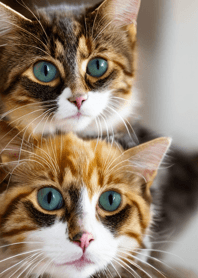 Nyanko Great Runaway#bivai330