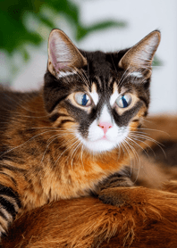 Nyanko Great Runaway#bxws513