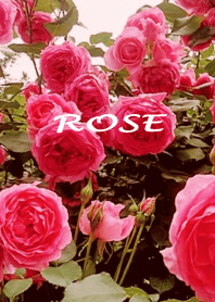 rose flower Garden theme