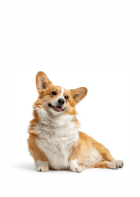 Corgi Photobook: Influencer Life