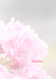 Japanese SAKURA Theme 13