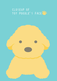 CLOSEUP OF TOY POODLE'S FACEj-MINT GREEN
