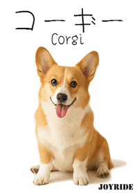 Corgi  : 1