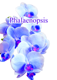 "Phalaenopsis vol.4" theme