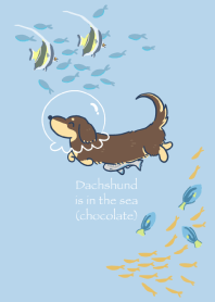 Dachshund is in the sea(chocolate)