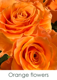 Orange flowers - hisatoto 25