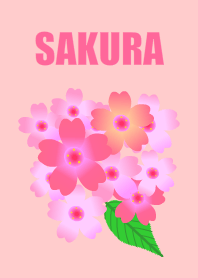 SAKURA Cherry blossoms  