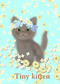 Tiny kitten