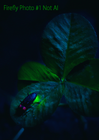 Firefly Photo #1-10 NotAI