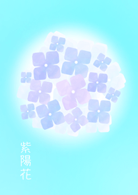 和の紫陽花
