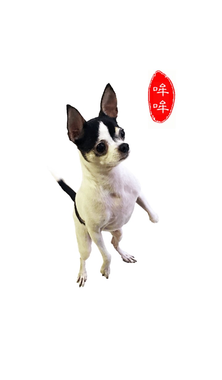 MOO the Chihuahua