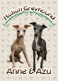 Italian Greyhound  Anne & Azu-Be