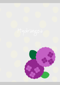 Round hydrangea on gray