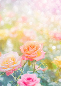 Beautiful rose flower(R2538)