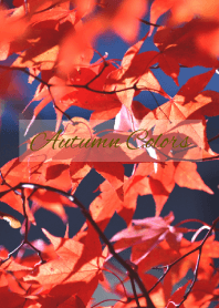 --- Autumn Colors --- 6