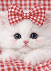 Red Gingham Ribbon Kitten