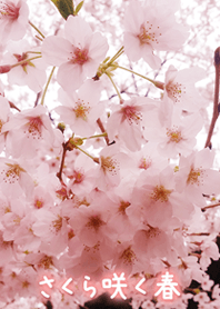 -*Japanese flower sakura5*-.